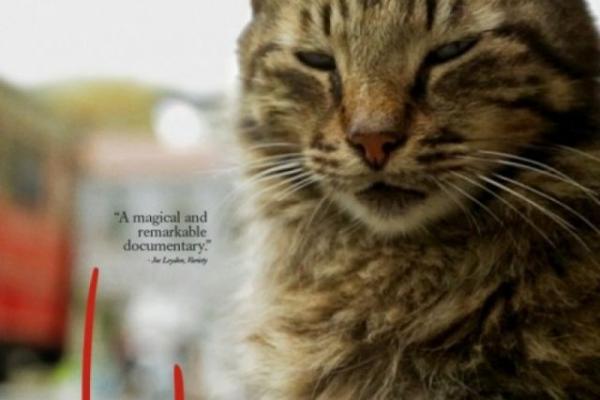 „Kedi. Sekretne życie kotów” w Kinie Fenomen