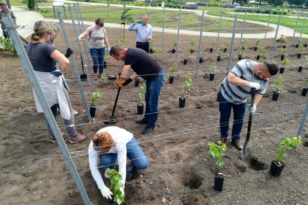 Winnica w ogrodzie botanicznym