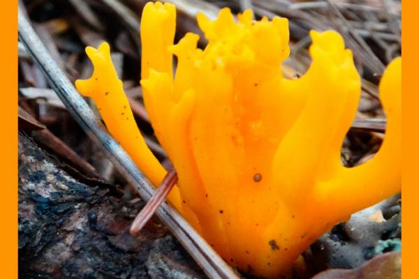 „Fungi – cudy” – wystawa fotografii Joanny Nowek