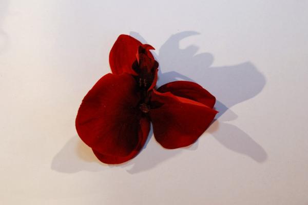 Czerwony, sztuczny kwiat storczyka,  - Fot. Agnieszka Markiton