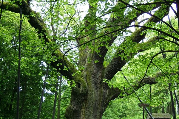 Dąb Bartek - Wysokość drzewa - 30 metrówObwód pnia przy ziemi - 13,4 m,