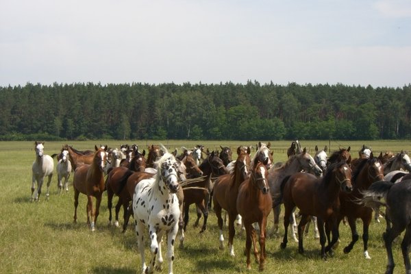 Konie - Fot. Edyta Ruszkowska