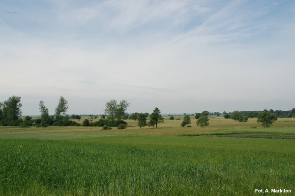 Rezerwat przyrody Przęślin - Widok ze wzniesienia rezerwatu