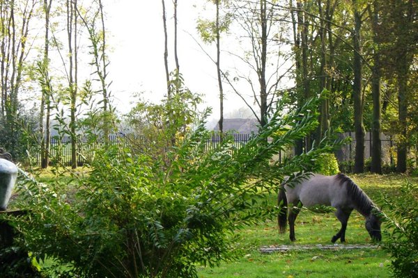 Pałac w Górkach Klimontowskich - W parku można spotkać pasące się konie.Fot. Edyta Ruszkowska