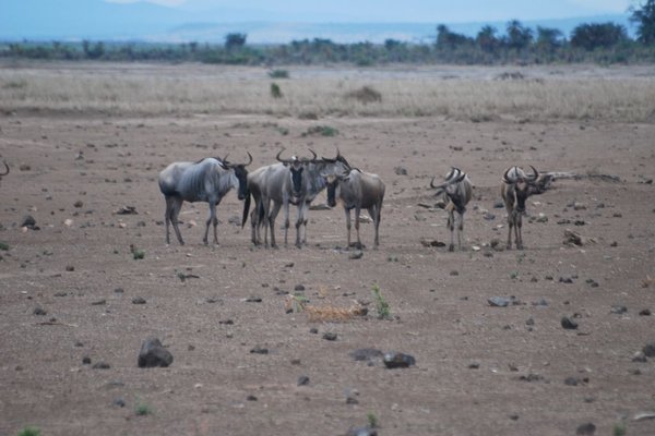 Kenia - Antylopy. Fot. Patryk Stępień