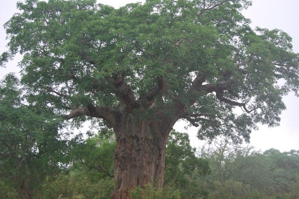 Kenia - Baobab. Fot. Patryk Stępień