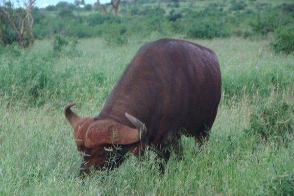 Kenia - Bawół - jedno z pięciu najgroźniejszych zwierząt na kontynencie afrykańskim. Fot. P.Stępień