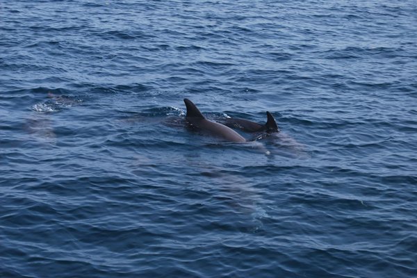 Kenia - Delfiny. Fot. Patryk Stępień