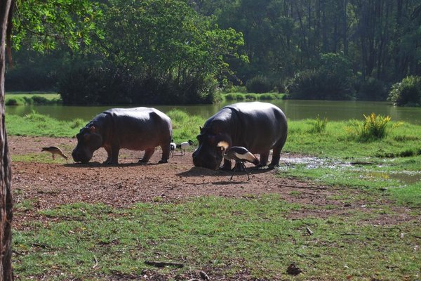Kenia - Hipopotamy. Fot. Patryk Stępień