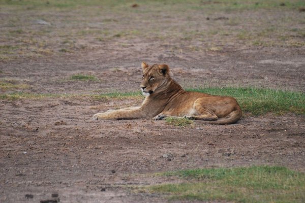 Kenia - Lew - zwierzę należące do piątki najgroźniejszych w Afryce (The Big Five). Fot. P. Stępień