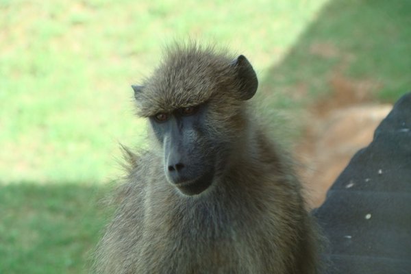 Kenia - Małpa. Fot. Patryk Stępień