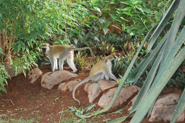 Kenia - Stado małp. Fot. Patryk Stępień