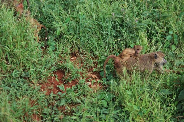 Kenia - Mały koczkodan z matką. Fot. Patryk Stępień