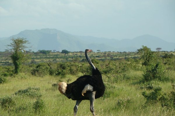 Kenia - Samiec strusia ma barwę czarną. Ptak potrafi biec z prędkością 70 km/h. Fot. P.Stępień
