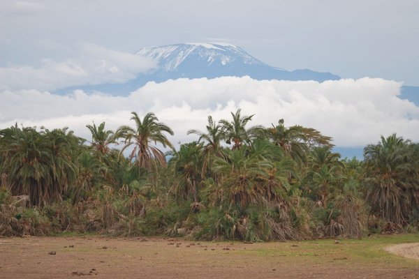 Kenia - Sawanna i w tle Kilimandżaro. Fot. Patryk Stępień