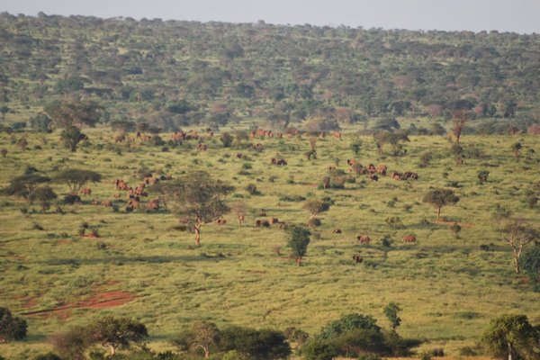 Kenia - Słoń pamięta drogę do wodopoju, którą pokonywał 50 lat wcześniej. Fot. P.Stępień