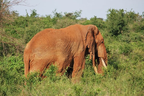 Kenia - Stary 70-letni słoń. Trąba słonia ma ok. 50 000 mięśni. Fot. P.Stępień