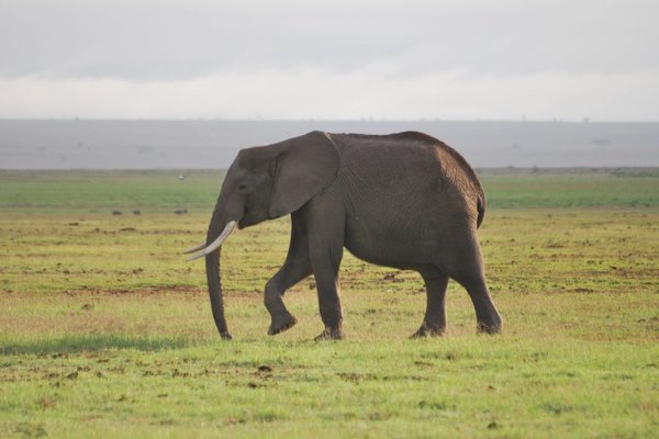 Kenia - Dorosły słoń zjada dziennie ok. 200 kg trawy, z czego 100 kg wydala. Fot. P.Stępień