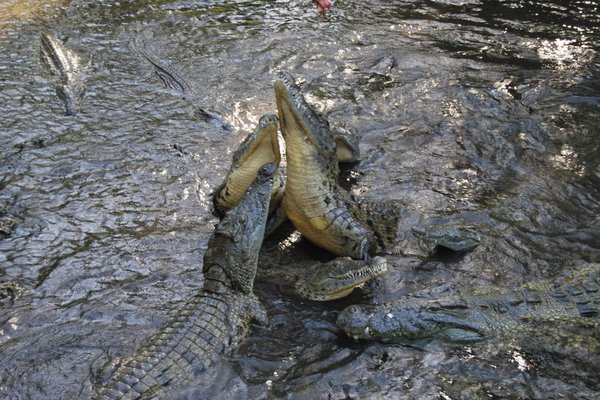 Kenia - Walka krokodyli o mięso. Fot. Patryk Stępień