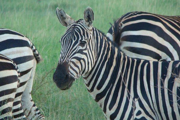 Kenia - Zebry. Fot. Patryk Stępień