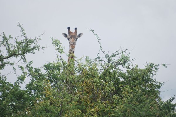Kenia - Żyrafie wystarcza około 15 minut snu na dobę. Fot. Patryk Stępień