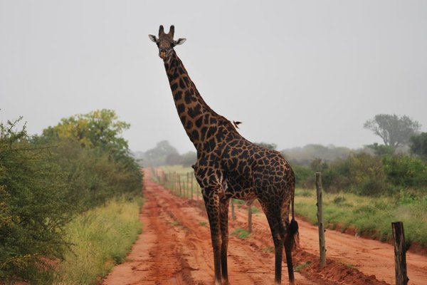 Kenia - Łatki na ciele żyrafy ciemnieją z upływem jej lat. Fot. Patryk Stępień