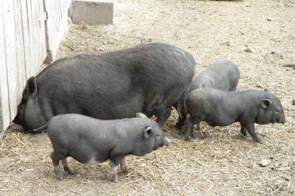 Dziki Zachód w Kurozwękach - Rodzina wietnamskich świnek. Fot. Edyta Ruszkowska