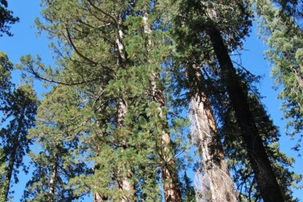 Sekwoje w Parku Narodowym Redwood - Fot. Patryk Stępień
