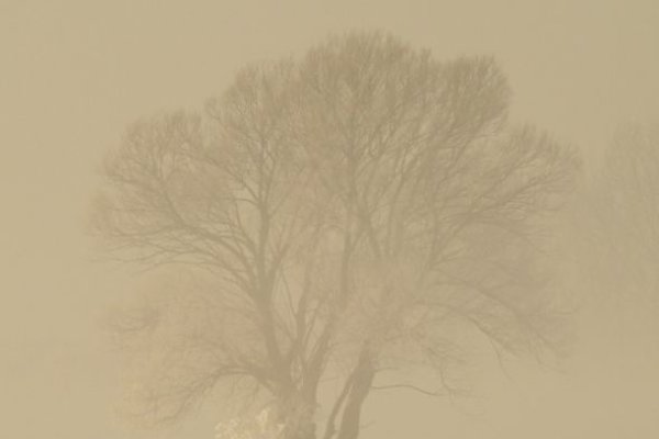 Wierzba we mgle - fot. Monika Wrzoskiewicz - I miejsce w kategorii 