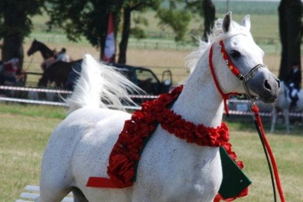 Świętokrzyskie - kraina pięknych koni - Stadnina Koni 