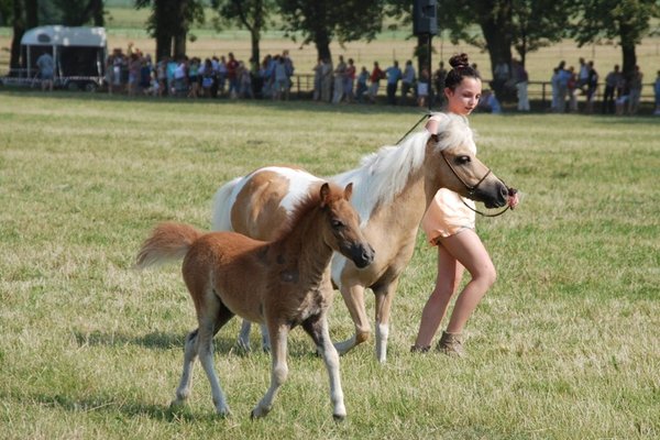 Świętokrzyskie - kraina pięknych koni - Stadnina Koni 
